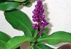 фиолетовый Комнатный цветок Дихоризандра фото (Травянистые)