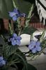light blue Pot flower Blue sage, Blue eranthemum photo (Shrub)