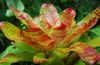 turuncu çiçek Bromeliad fotoğraf (Otsu Bir Bitkidir)
