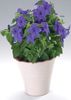 bleu Fleur Browallia photo (Herbeux)