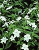 balts Zieds Browallia foto (Zālaugu Augs)
