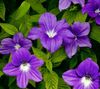 violetti Kukka Browallia kuva (Ruohokasvi)