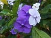 lilla Vaso di fiori Brunfelsia, Ieri-Oggi-Domani foto (Gli Arbusti)