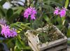 лила Цвет Рупица Орхидеја фотографија (Травната)