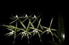 зеленый Цветок Эпидендрум фото (Травянистые)