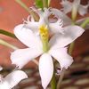 თეთრი ყვავილების Buttonhole ორქიდეა ფოტო (ბალახოვანი მცენარე)