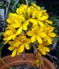 geel Knoopsgat Orchidee