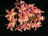 粉红色 花 钮兰 照片 (草本植物)