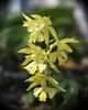 yellow Flower Calanthe photo (Herbaceous Plant)