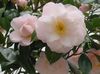 Camelia