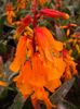 oranžs Zieds Cape Prīmula foto (Zālaugu Augs)