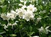 vit Kruka blomma Cape Jasmine foto (Buskar)
