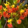 поморанџа Цвет Цастаноспермум фотографија (Дрвета)