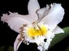 bianco Fiore Orchidea Cattleya foto (Erbacee)