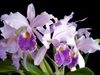 lila Orquídea Cattleya
