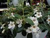 vit Blomma Centralamerika Blåklocka foto (Ampelväxter)