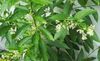 white Flower Cestrum photo (Shrub)