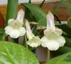 biały Kwiat Chirita (Hirita) zdjęcie (Trawiaste)