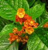 red Pot flower Chrysothemis photo (Herbaceous Plant)