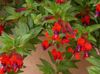 црвено Цвет Цигарета Биљка фотографија (Грмови)