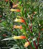 orange Flower Cigarette Plant photo (Shrub)