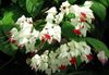 თეთრი Clerodendron