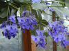 ღია ლურჯი ყვავილების Clerodendron ფოტო (ბუში)