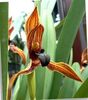 Kokos Koláč Orchidea
