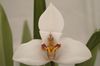 branco Flor Coconut Pie Orchid foto (Planta Herbácea)