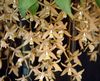 brun Blomst Coelogyne bilde (Urteaktig Plante)