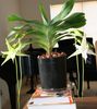 hvit Pot Blomst Komet Orkide, Betlehemsstjernen Orkide bilde (Urteaktig Plante)