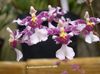 lilac Blóm Dans Lady Orchid, Cedros Bí, Hlébarða Orchid mynd (Herbaceous Planta)