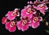 pink Flower Dancing Lady Orchid, Cedros Bee, Leopard Orchid photo (Herbaceous Plant)