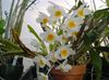 თეთრი ყვავილების Dendrobium ორქიდეა ფოტო (ბალახოვანი მცენარე)