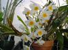 λευκό Dendrobium Ορχιδέα