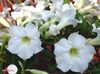 bianco Fiore Rosa Del Deserto foto (Gli Alberi)