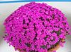 Dianthus