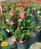 pink Pot flower Dipladenia, Mandevilla photo (Hanging Plant)