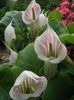 ピンク フラワー ドラゴンポトス、コブラ植物、アメリカウェイクロビン、説教壇でジャック フォト (草本植物)