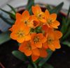 oranžový Místnost Květin Visící Betlémská Hvězda fotografie (Bylinné)