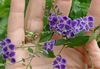 violet Floare Duranta, Picături De Miere, Dewdrop De Aur, Porumbel Boabe fotografie (Copac)