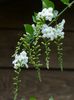 white Flower Duranta, Honey Drops, Golden Dewdrop, Pigeon Berry photo (Tree)