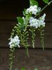 blanco Duranta, Gotas De Miel, La Gota De Rocío De Oro, Baya Paloma