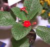 rood Bloem Episcia foto (Kruidachtige Plant)