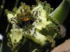 green Pot flower Ferraria photo (Herbaceous Plant)