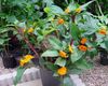 orange Pot flower Fiery Costus photo (Herbaceous Plant)