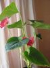 рожевий Квітка Антуріум фото (Трав'яниста)