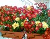 claret Flower Florists Mum, Pot Mum photo (Herbaceous Plant)