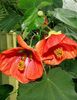 červená Kvetina Kvitnúce Javor, Plač Javor, Lampión fotografie (Drevá)