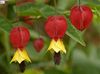czerwony Kwiat Abutilon (Klon Pokój) zdjęcie (Drzewa)